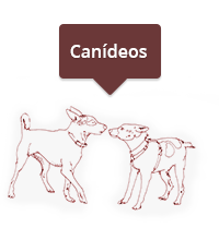 canideos